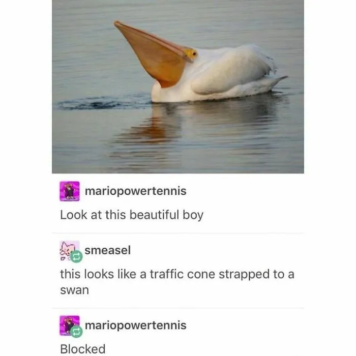 50 Top-Quality Bird Memes To Make You Grin Today, As Shared By This Facebook Page