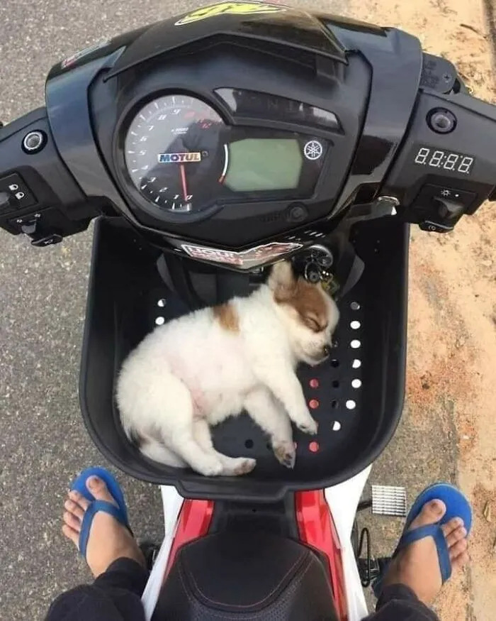 50 Wholesome And Unusual Animal Pics To Give You Some Serious Animal Therapy