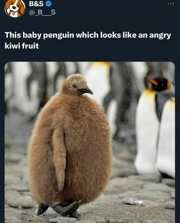 50 Top-Quality Bird Memes To Make You Grin Today, As Shared By This Facebook Page