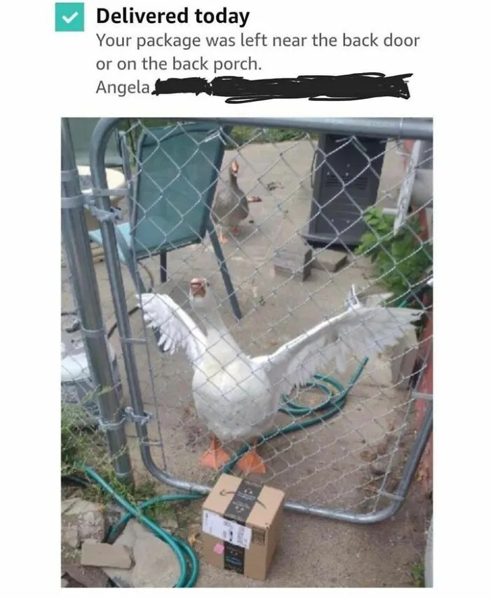 50 Top-Quality Bird Memes To Make You Grin Today, As Shared By This Facebook Page