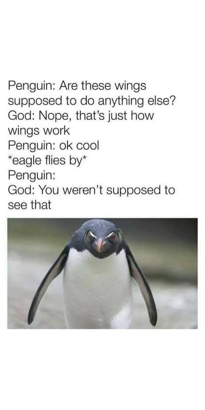 50 Top-Quality Bird Memes To Make You Grin Today, As Shared By This Facebook Page