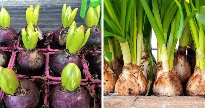 Planting Bulbs: 3 Seasonal Bulbs to Grow in Your Garden