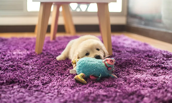 Essential New Puppy Checklist: Everything You Need for Your New Pup