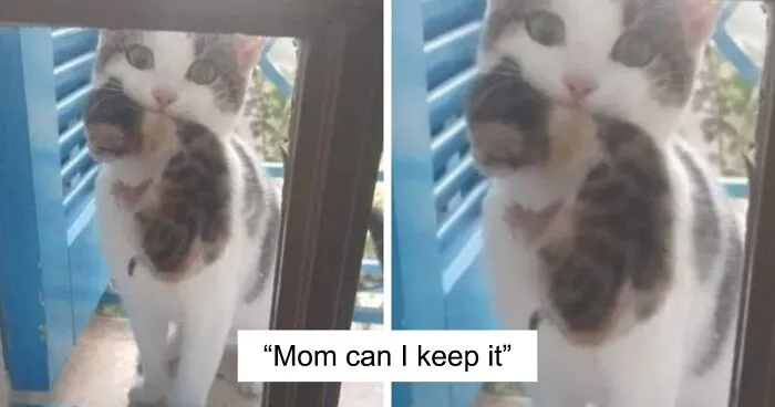 This Page Shares ‘Why You Should Have A Cat’ And Here’s 50 Of The Most Compelling Reasons (New Pics)