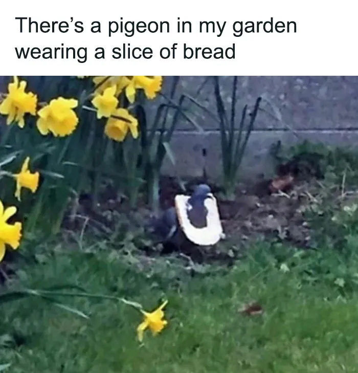 50 Top-Quality Bird Memes To Make You Grin Today, As Shared By This Facebook Page