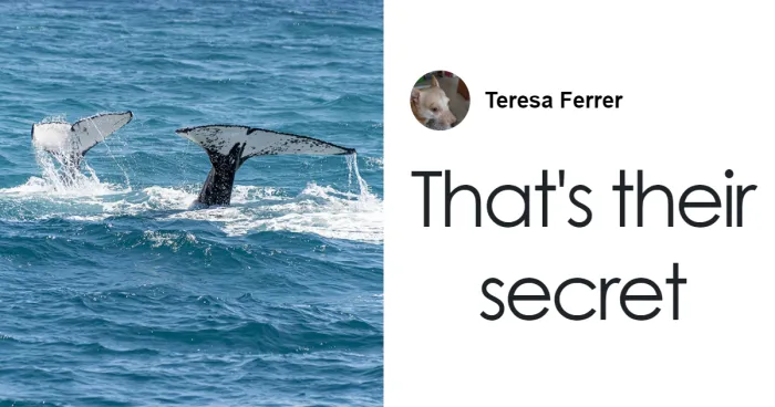 Scientists Are “Super-Excited” After New Study Reveals How Whales Actually Communicate