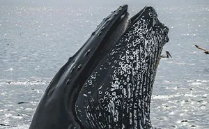 Scientists Are “Super-Excited” After New Study Reveals How Whales Actually Communicate