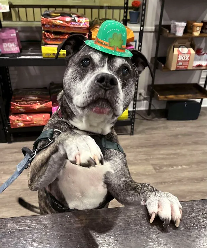 I Met A Leprechaun Today! They Are Way Cuter Than I Thought
