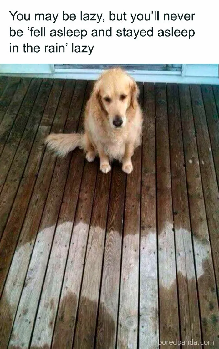 40 Random Memes To Entertain, Concern, Or Both
