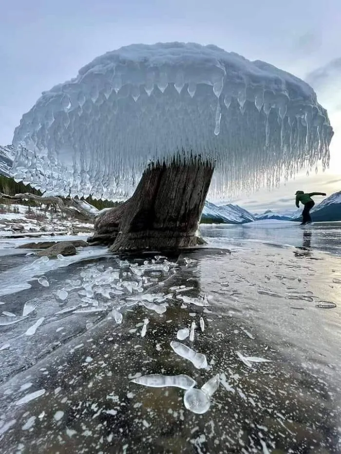 Árbol de hielo en Canadá
