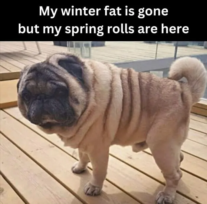37 Funny Memes To Welcome Spring With All Its Joys And Flaws
