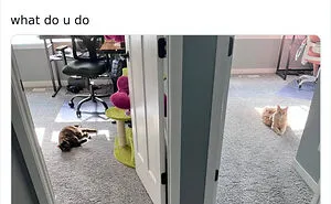 50 Hilarious Feline Memes From The Wholesome Cat Community “CatCon Worldwide” (New Pics)
