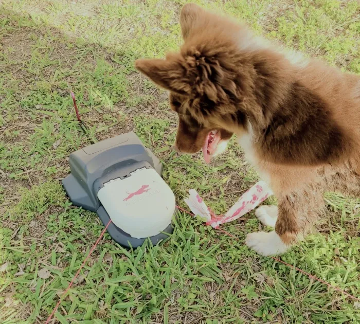 <span Style="Font:inherit;color:#d74b1f;"> Swiftpaws</Span>: A Flag Lure Course That Your Dog Will Love