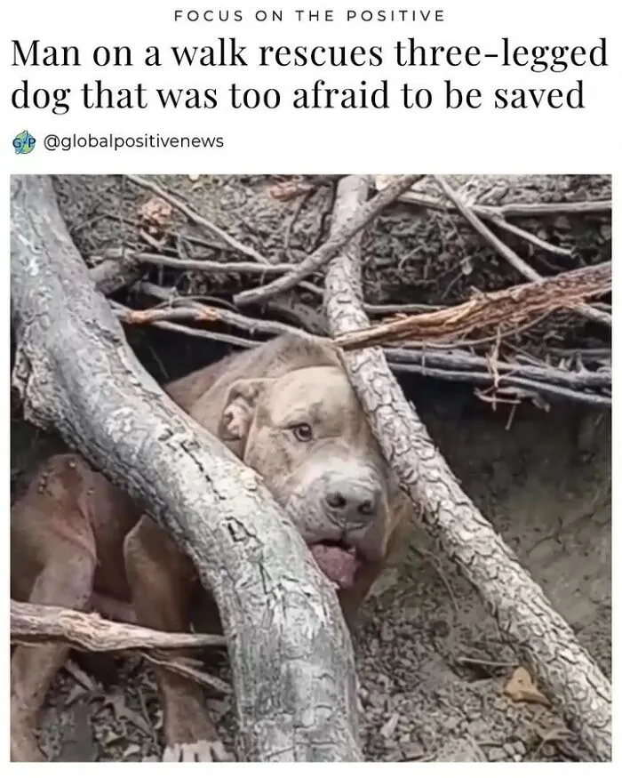 "This Abandoned Pit Bull Is Sheltering … In The Southwest Part Of The Park… I Take Him Food And Water But He Will Not Let Me Close To Him"