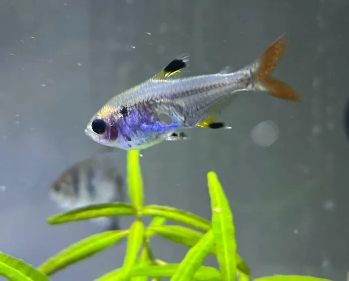 One Of My Fish Has A Hole Through His Body