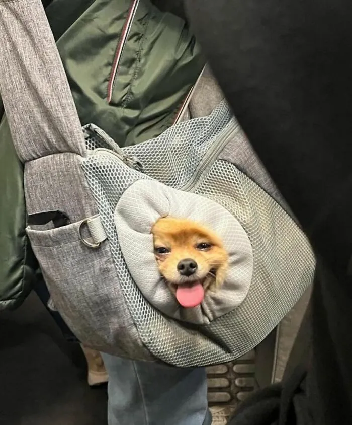35 Times People Spotted The Wildest Things On The Paris Metro And Had To Snap A Pic