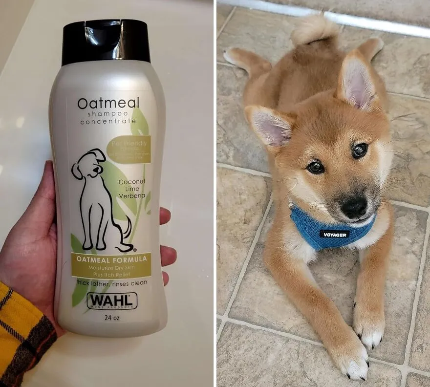Soothe Your Pooch's Itches: <span Style="Font:inherit;color:#d74b1f;"> Luxurious Oatmeal & Coconut Lime Verbena Shampoo </Span> For Dogs With Dry Skin - Made In The USA