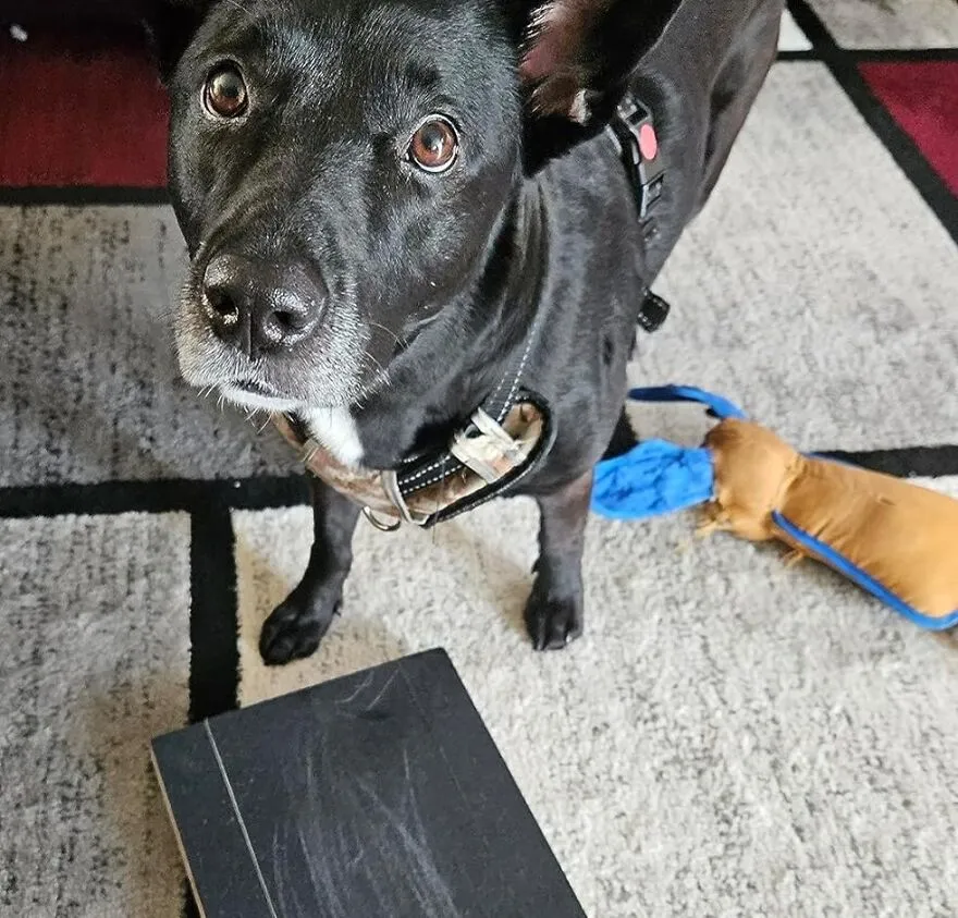 <span Style="Font:inherit;color:#d74b1f;"> Pallypad</Span>: Nail Care And Snacks For Dogs