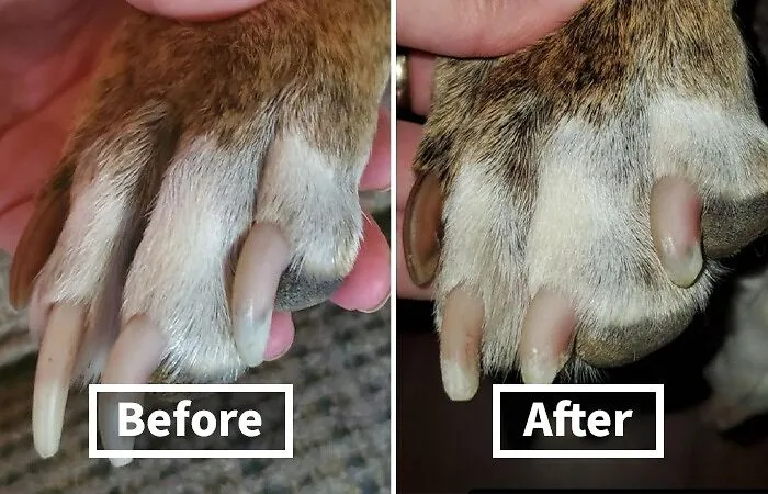 Pamper Your Pooch: <span Style="Font:inherit;color:#d74b1f;"> Dog Nail Grinder </Span> - A Painless Grooming Revolution For Big Dogs