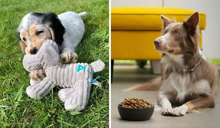 Discover <span Style="Font:inherit;color:#d74b1f;"> Ollie Pets Subscription Boxes</Span>: Tail-Wagging Treats, Toys, And Nutritious Pet Food Delivered To Your Door!