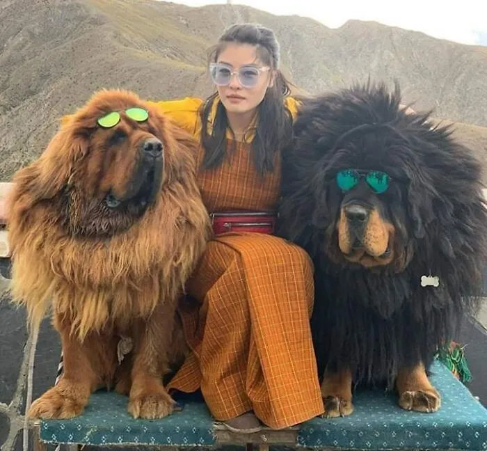 Tibetan Mastiffs