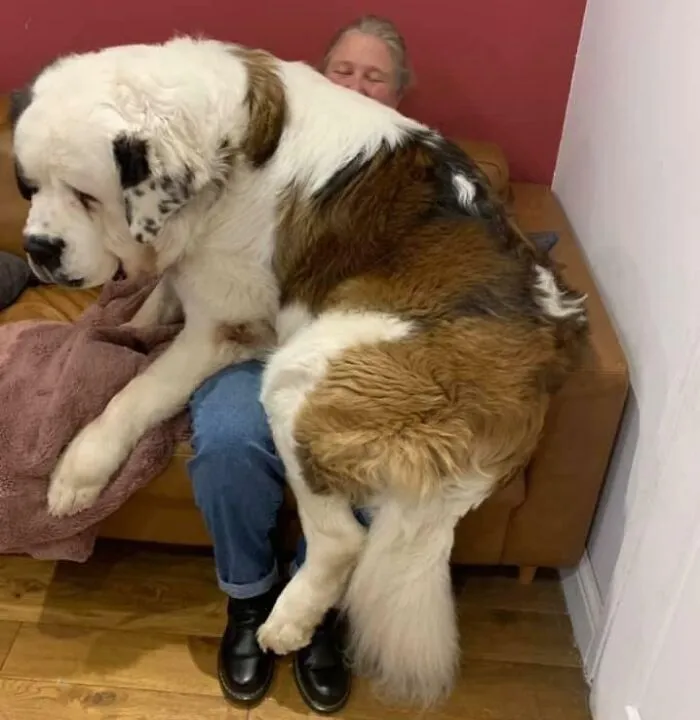 Adopta un cachorro, me decían