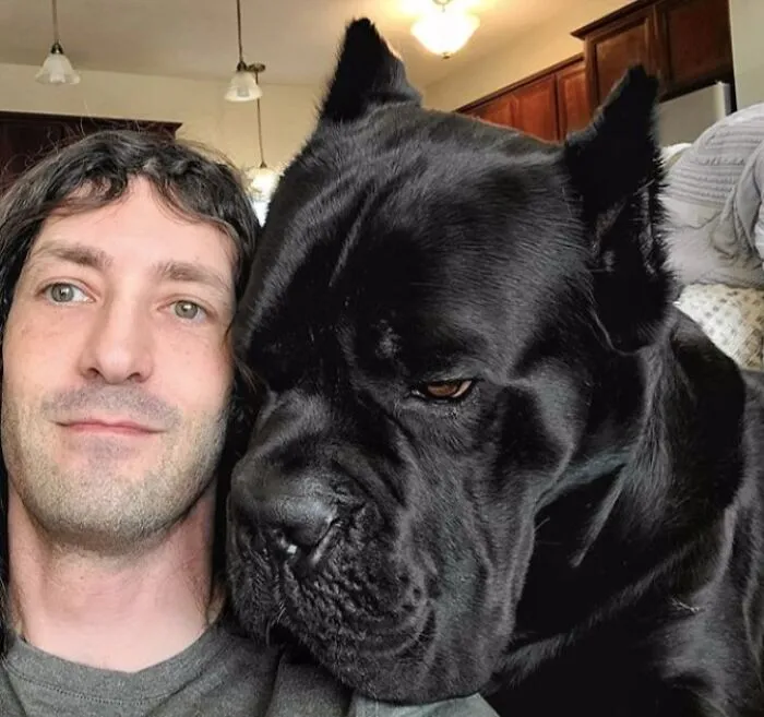 Bruce Wayne Is A Big Snuggly Cane Corso