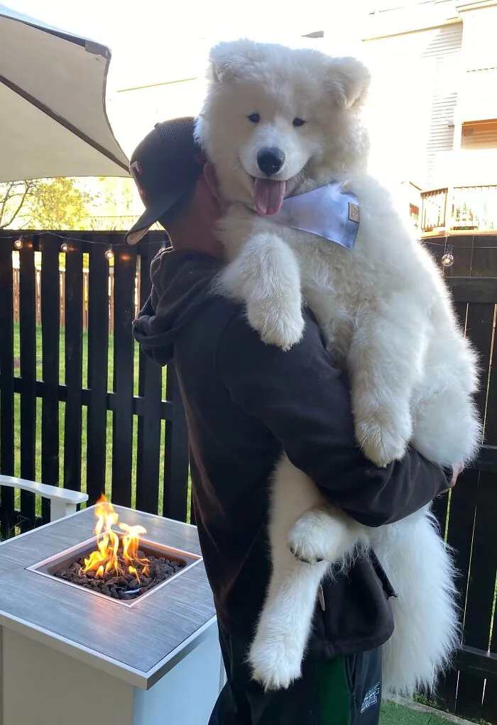 Our 6-Month-Old Big Baby Bear, Gus, Wishes Everyone A Happy Friday Filled With Lots Of Boops And Big Floof Hugs