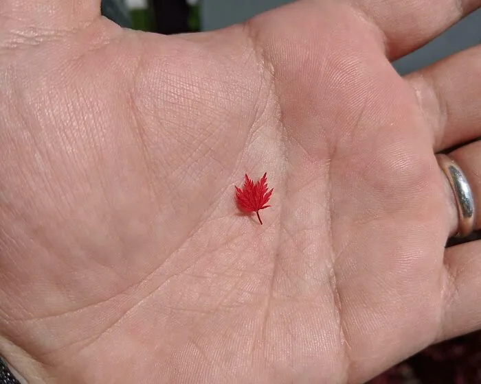 The Smallest Maple Tree Leaf I've Ever Seen
