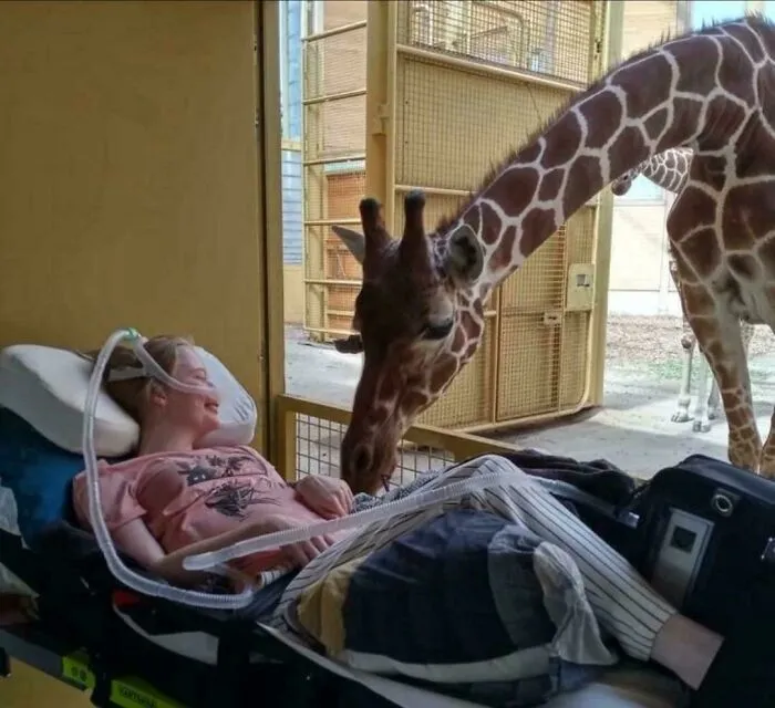Giraffe Saying Hello To Terminally Ill Patient During “Last Wish”-Event In Dutch Zoo