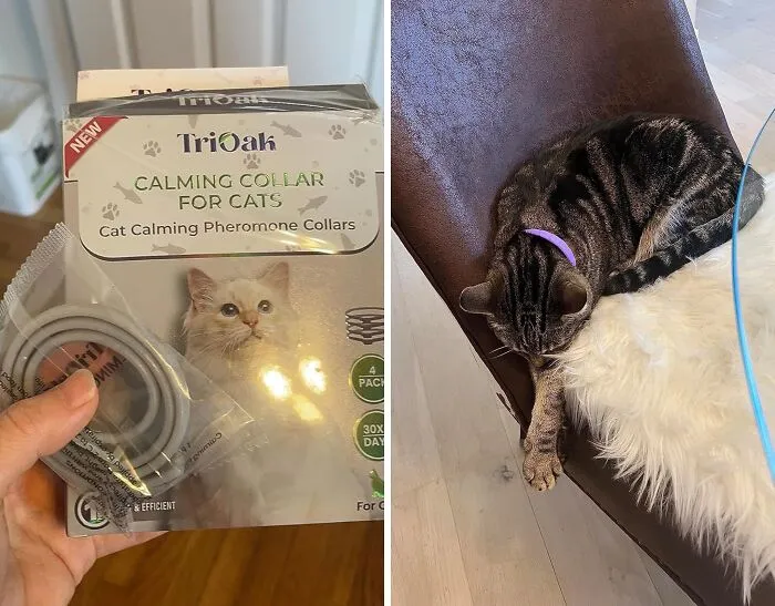 Keep Your Cat Cool With <span Style="Font:inherit;color:#d74b1f;"> 4 Pack Calming Collar </Span>: Stress-Free Feline Friends!