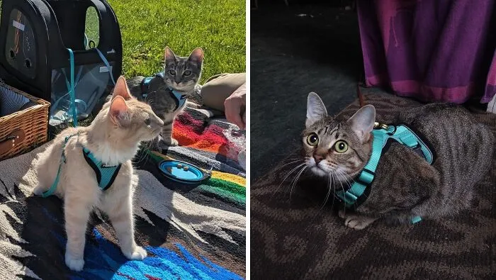 Walk This Way: With A <span Style="Font:inherit;color:#d74b1f;"> Cat Harness And Leash</Span>, The World Is Your Playground!