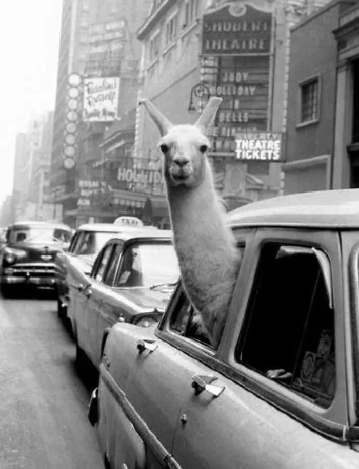 50 Interesting Photographs From The Past That Might Help You Learn Something New