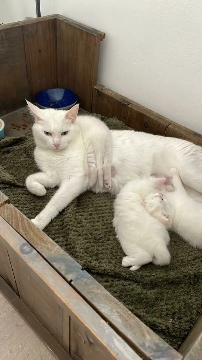An Exhausted Mother And Her Weird Children