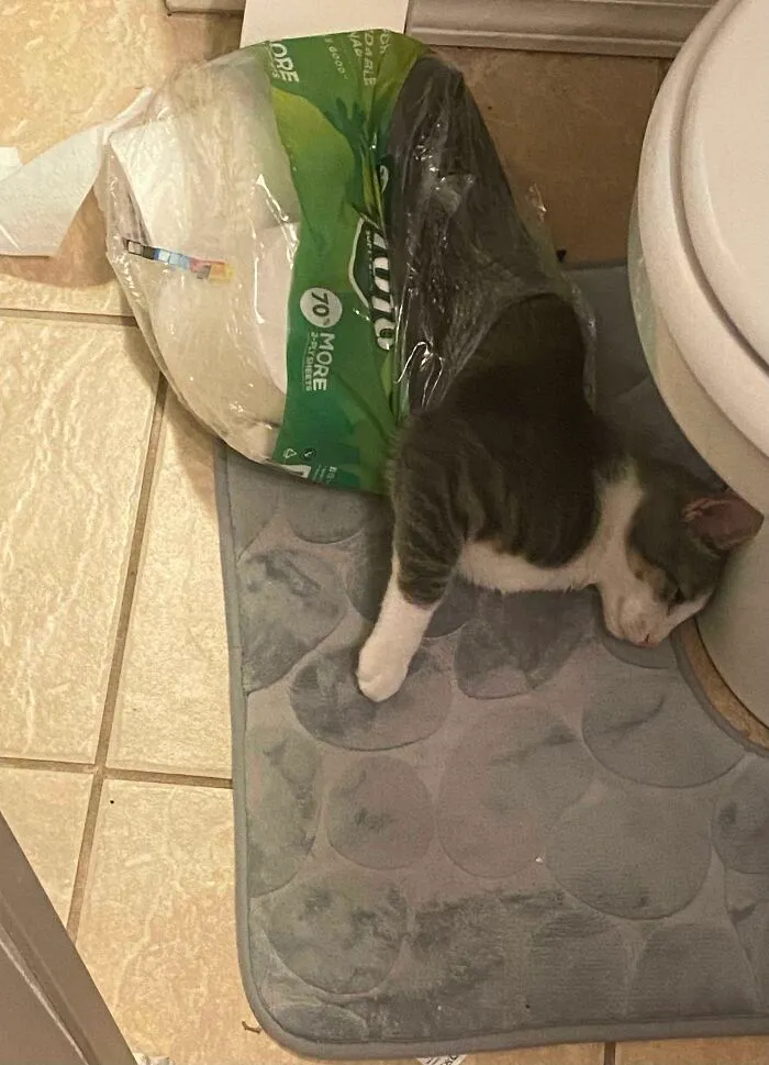 Stepped Out Of The Shower To This