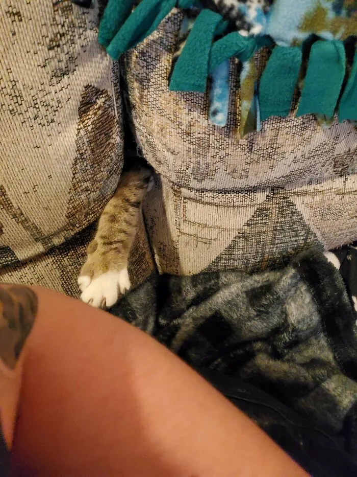 My Couch Keeps Attacking Me