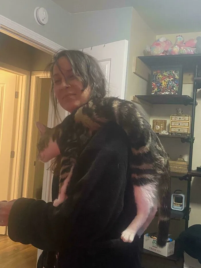 Shoulder Cat