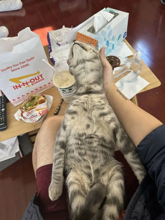 Enjoy My Lemur Cat