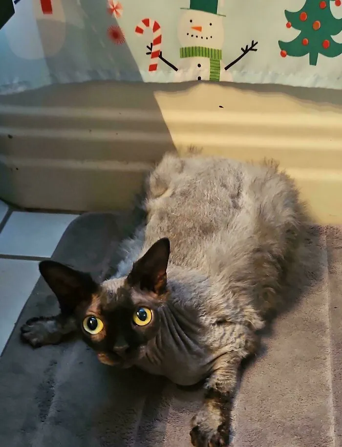 Sentient Dryer Lint