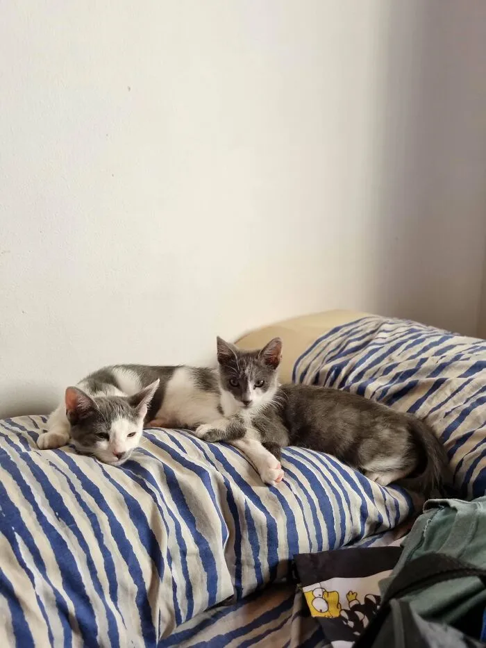 My Cat Was Feeling Lonely, So I Adopted A Cat For My Cat... Should I Adopt Another Cat, For My Cat's Cat? Lol