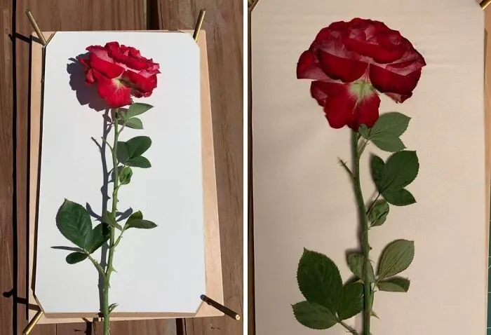 No More Wilted Flowers! This <a Style="Display:inline;" Href="Https://Www.amazon.com/Dp/B08y6zndvf?th=1&linkcode=ll1&tag=bprat-20&linkid=916e7560d26bfccedad6755851d20eae&language=en_us&ref_=as_li_ss_tl" Target="_blank"><span Style="Font: Inherit; Color: #d74b1f;"> Berstuk Flower Press Kit</Span> Lets Them Create Lasting Floral Art