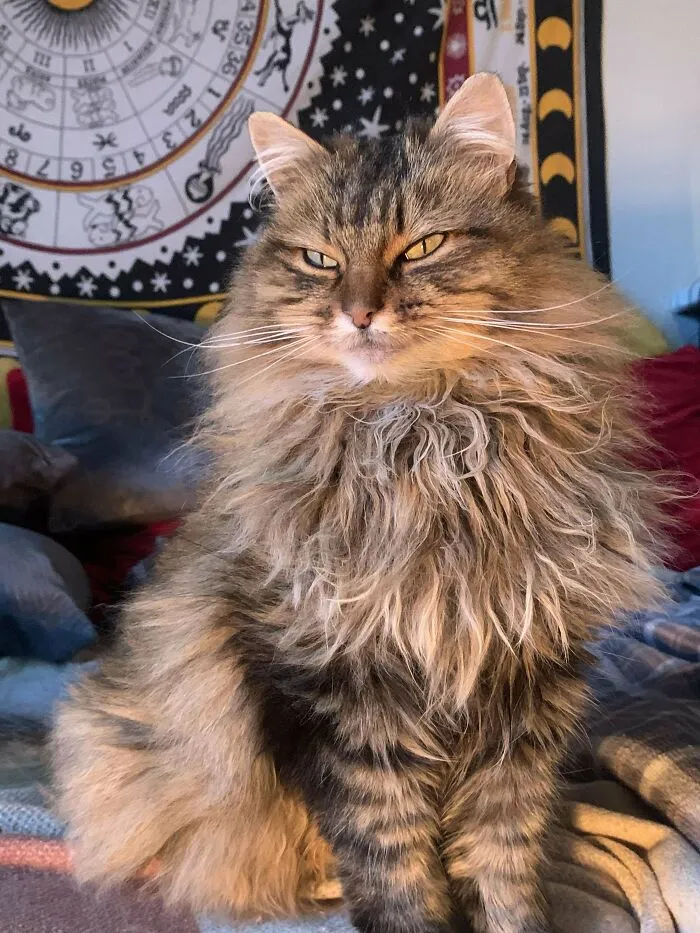 Senior Cat Adoption