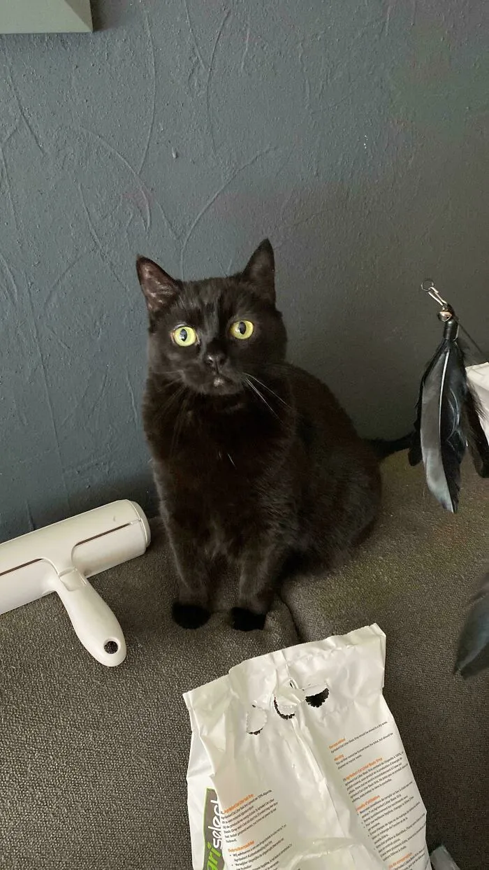 Adopting Cat From Deceased Grandma