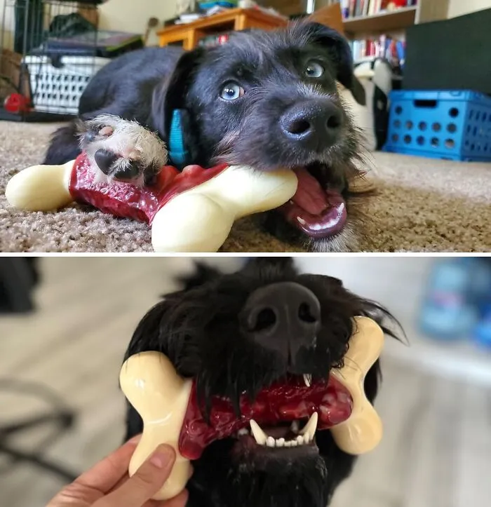 Bite The Bacon: <span Style="Font:inherit;color:#d74b1f;"> Indestructible Fun For Dogs</Span>!