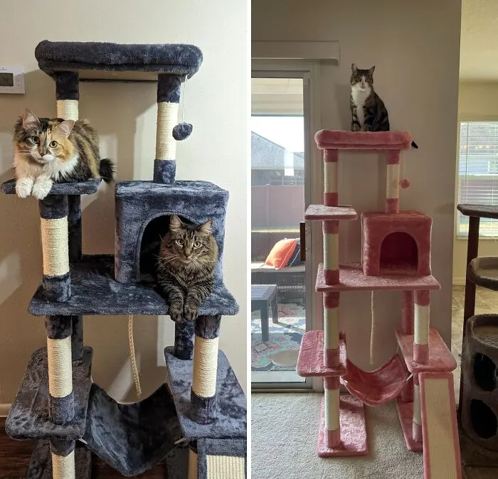 Climb To Cloud Nine On A <span Style="Font:inherit;color:#d74b1f;"> 63" Cat Tree </Span>: A Meow-Nificent Multi-Level Mansion!