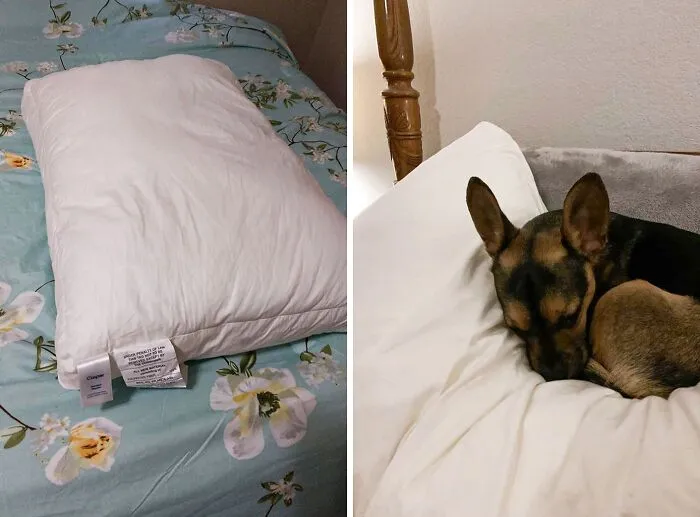 No More Clumpy, Uncomfortable Nights! Greet <a Style="Display:inline;" Href="Https://Www.amazon.com/Casper-Pillow-Sleeping-Standard-White/Dp/B07krkflct?th=1&linkcode=ll1&tag=bpwasp-20&linkid=edec4ffc54a70c6b8fada8efd7109f92&language=en_us&ref_=as_li_ss_tl" Target="_blank"><span Style="Font:inherit;color:#d74b1f;"> The Casper Sleep Original Pillow</Span>