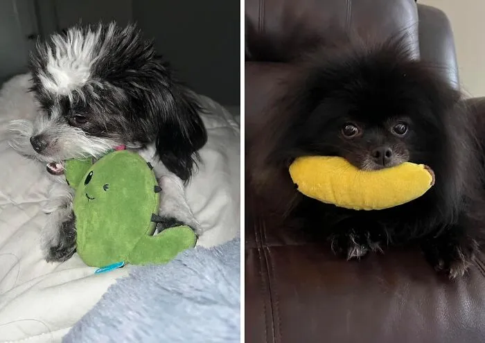 Engage Your Furry Friend With The 2-In-1 <a Style="Display:inline;" Href="Https://Www.amazon.com/Barkbox-Interactive-Stuffed-Squeaky-Consuela/Dp/B07nvw6x6j?ie=utf8&th=1&linkcode=ll1&tag=bpstarfish-20&linkid=95736a884dcae027f8d9e80b2a3e0f07&language=en_us&ref_=as_li_ss_tl" Target="_blank"><span Style="Font:inherit;color:#d74b1f;"> Interactive Plush Dog Toy</Span>: Perfect For Play And Entertainment!