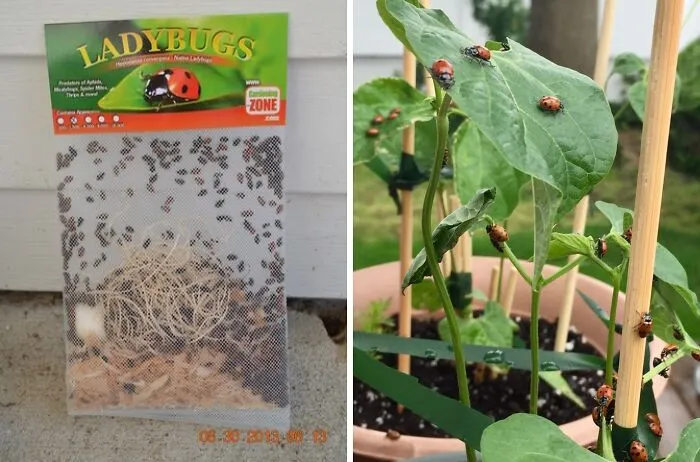 Transform Your Garden With <a Style="Display:inline;" Href="Https://Www.amazon.com/Buddybugs-Hippodamia-Convergens-Guaranteed-Leafhoppers/Dp/B081bb1h84?pd_rd_w=t5xot&content-ID=amzn1.sym.76a0b561-A7b4-41dc-9467-A85a2fa27c1c&pf_rd_p=76a0b561-A7b4-41dc-9467-A85a2fa27c1c&pf_rd_r=w4jg19ebae3fbmhf9dk3&pd_rd_wg=lucmk&pd_rd_r=498f44a5-1f57-409b-8c64-Ff8930fba5ea&pd_rd_i=b081bb1h84&psc=1&linkcode=ll1&tag=bpstarfish-20&linkid=db446adf7023c2b43f302ed7228a3626&language=en_us&ref_=as_li_ss_tl" Target="_blank"><span Style="Font:inherit;color:#d74b1f;"> 1500 Live Ladybugs</Span>: Nature's Ultimate Pest Control Solution!
