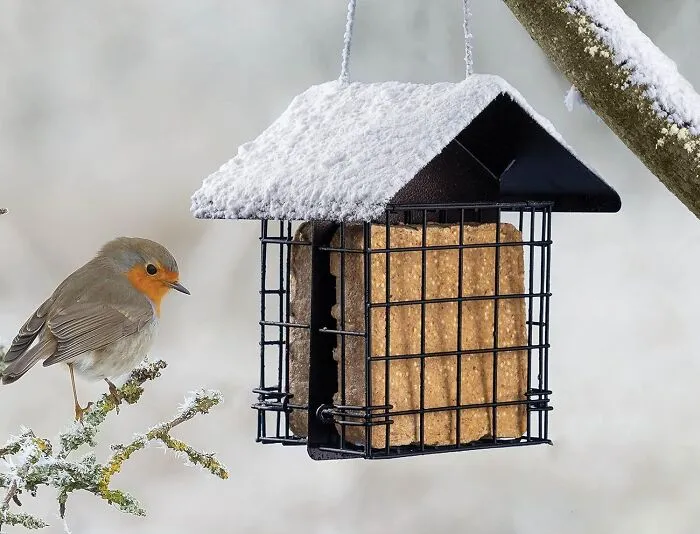 Attract Feathered Friends With <span Style="Font:inherit;color:#d74b1f;"> Suet Bird Feeder For Outside</Span>: A Stylish And Functional Addition To Your Outdoor Space!