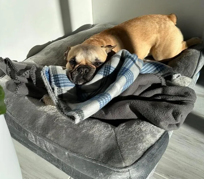 Supreme Snooze: This <span Style="Font:inherit;color:#d74b1f;"> Ultra Comfortable Dog Bed</Span> Is A Big Dog's Dream Come True!
